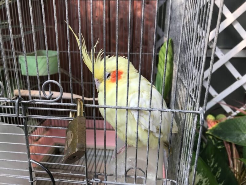 東伊豆町・熱川バナナワニ園　オカメインコ