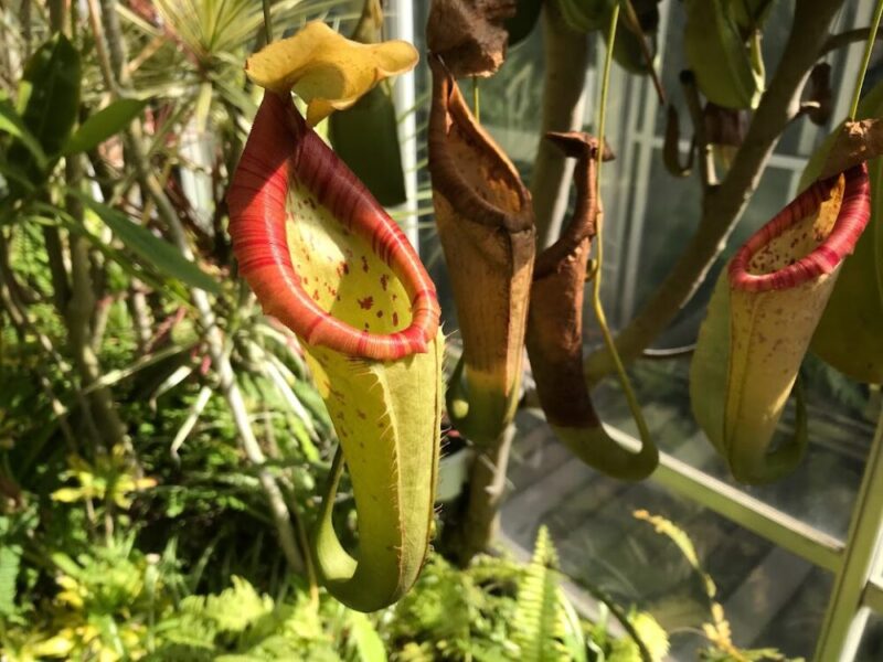 東伊豆町・熱川バナナワニ園　食虫植物