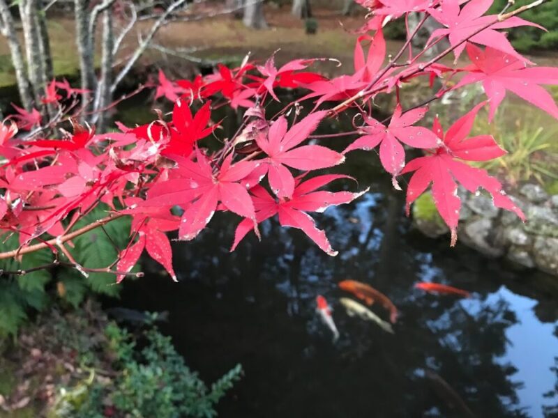 妙高山　最勝禅院　伊豆　庭園