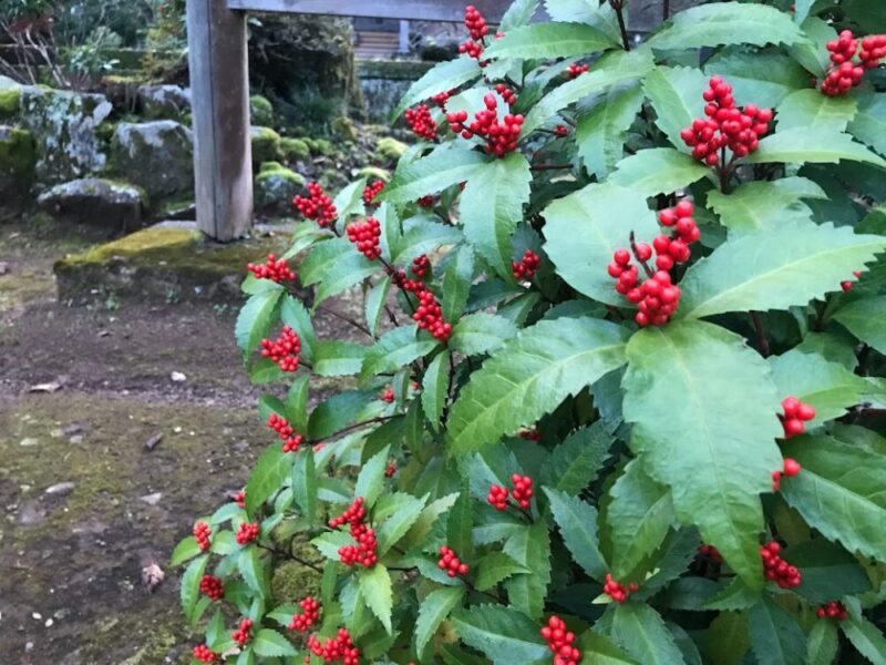 センリョウ　妙高山　最勝禅院