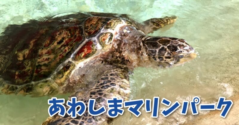 【沼津・あわしまマリンパーク】ペンギンもイルカもウミガメもいる水族館とカエル館〈ちゅんころもちレポート〉