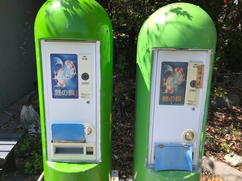 【沼津・大瀬崎の神池】鯉の餌