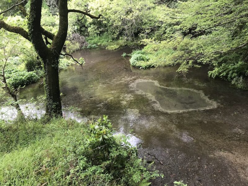 【三島・柿田川公園】柿田川湧水