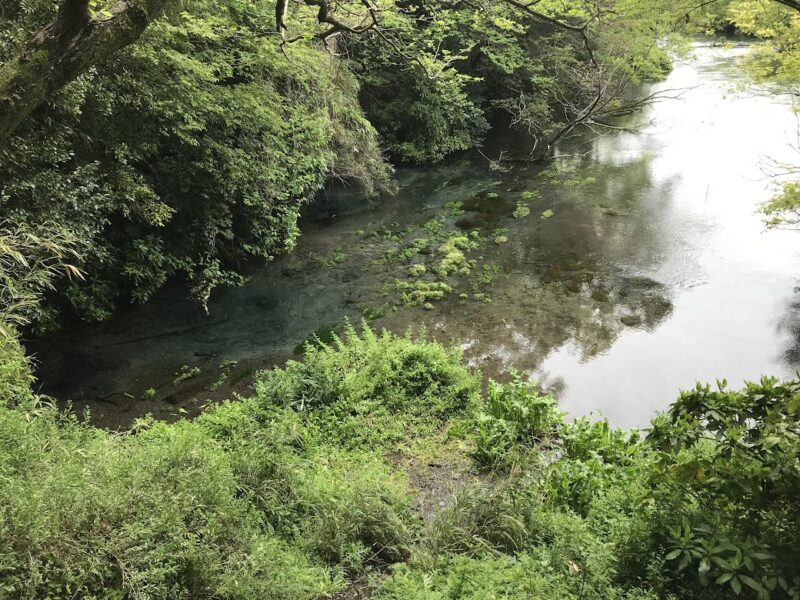 【三島・柿田川公園】柿田川湧水　水草