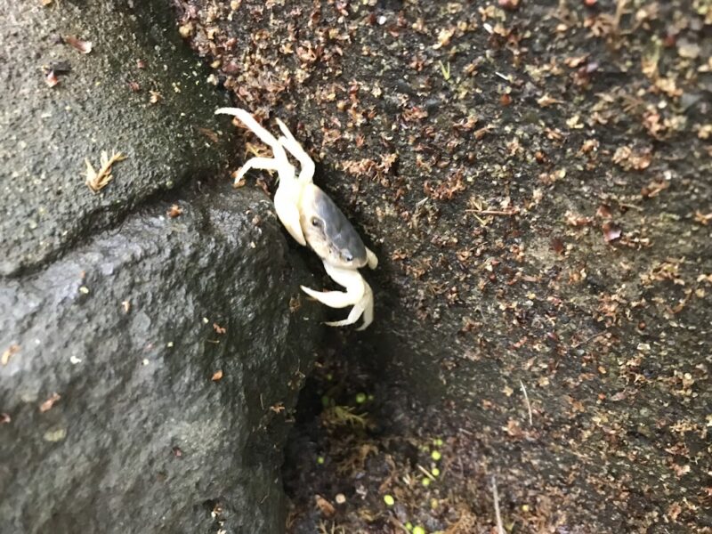 【三島・柿田川公園】柿田川湧水　サワガニ