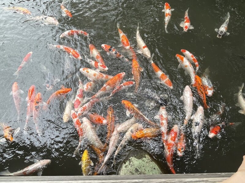 【伊豆・新井旅館】修善寺の登録有形文化財の宿　池の鯉