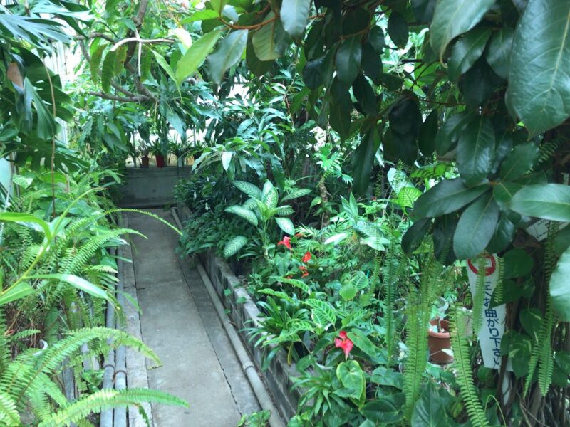 南伊豆町・下賀茂熱帯植物園　ジャングル