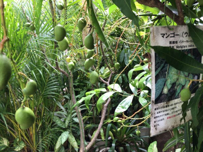 南伊豆町・下賀茂熱帯植物園　マンゴー