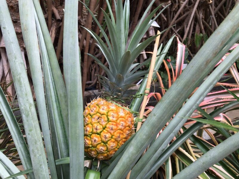 南伊豆町・下賀茂熱帯植物園　パイナップル