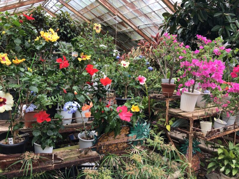 南伊豆町・下賀茂熱帯植物園　ビニールハウス