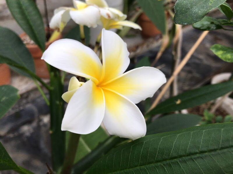 南伊豆町・下賀茂熱帯植物園　プルメリア