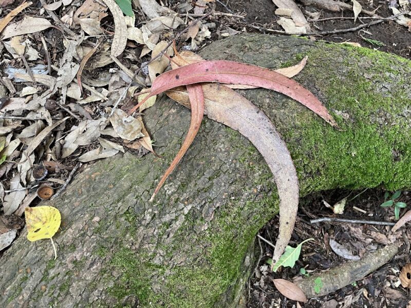 【伊東・大平山ハイキング】ユーカリの葉っぱ