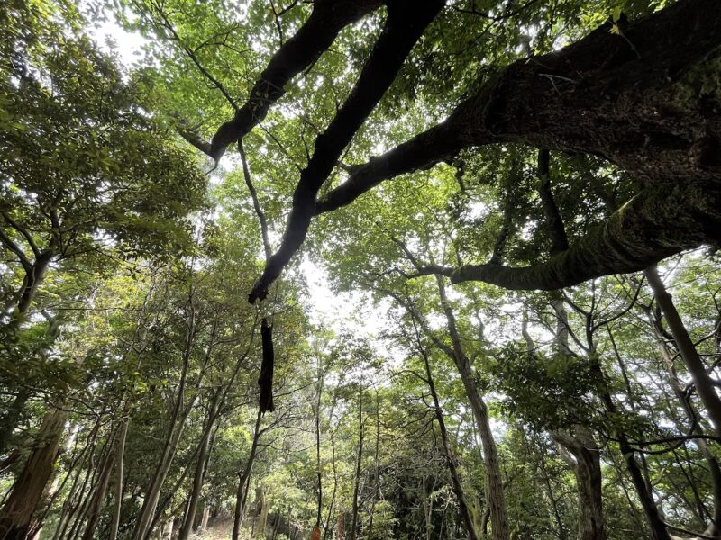 【伊東・大平山ハイキング】