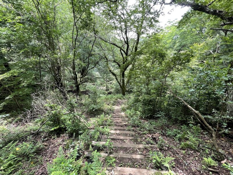 【伊東・大平山ハイキング】下山ルート