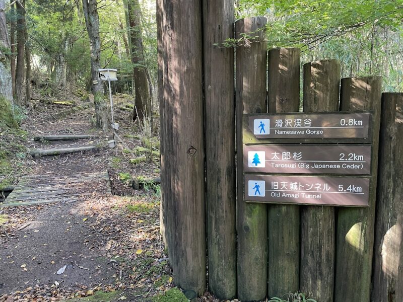 伊豆市・天城の太郎杉ハイキングコース