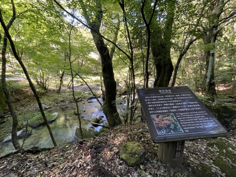 伊豆市・天城の太郎杉ハイキングコース