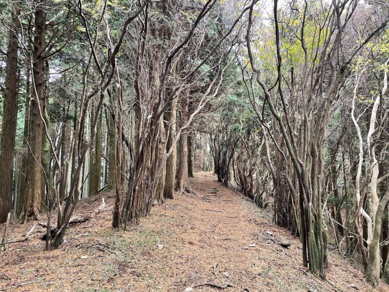 古稀山　ハイキングコース