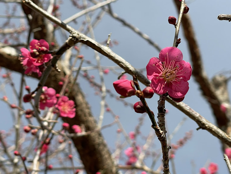 【伊豆・修善寺梅林】梅の花