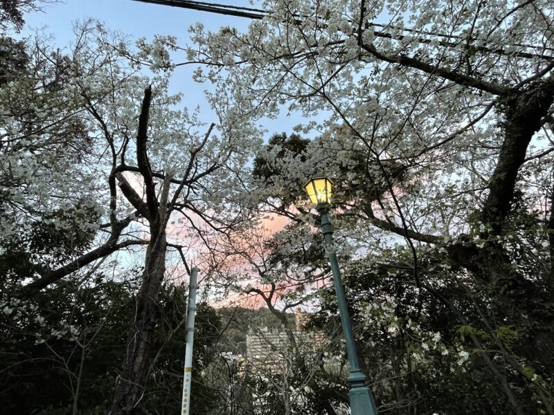 東伊豆　熱川桜