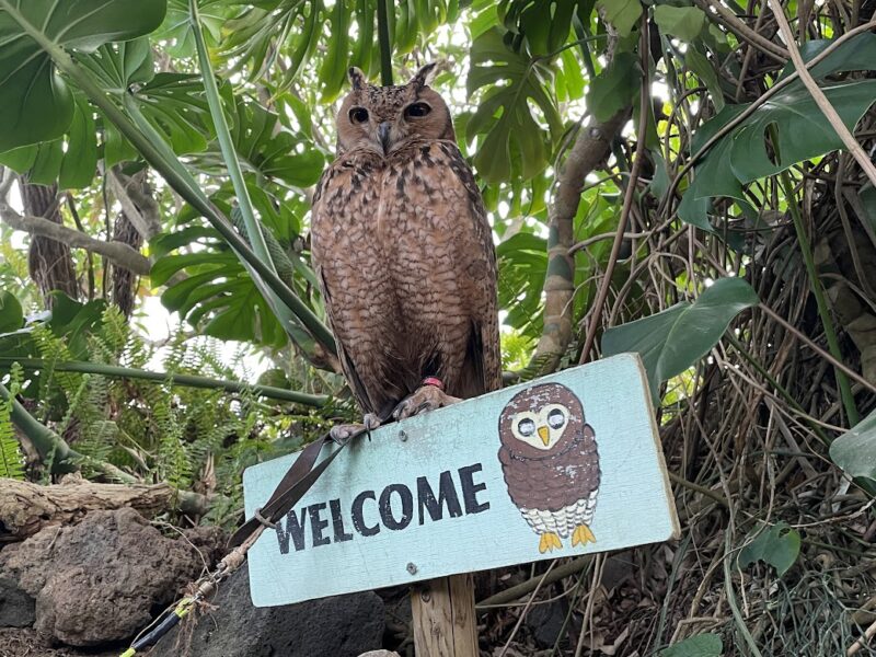 【伊東・伊豆シャボテン動物公園】フクロウ