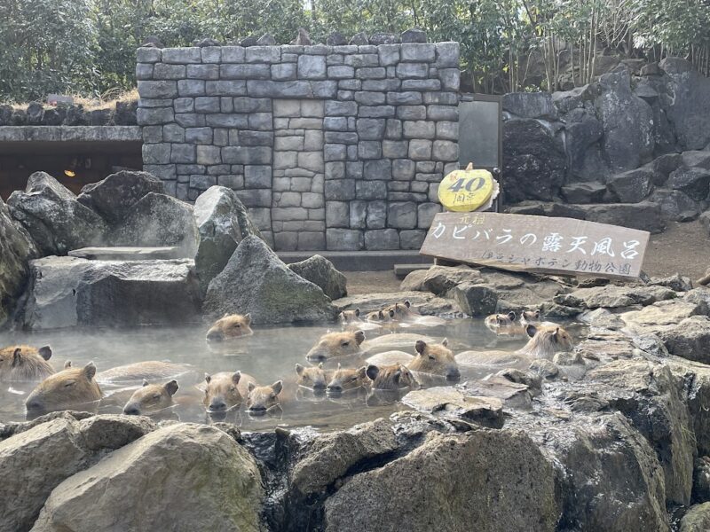 【伊東・伊豆シャボテン動物公園】温泉カピバラ