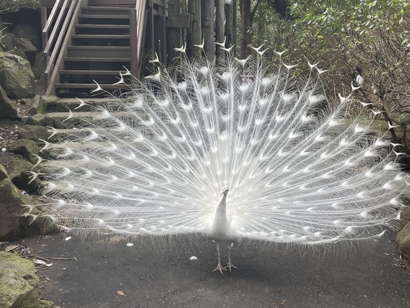 【伊東・伊豆シャボテン動物公園】白い孔雀