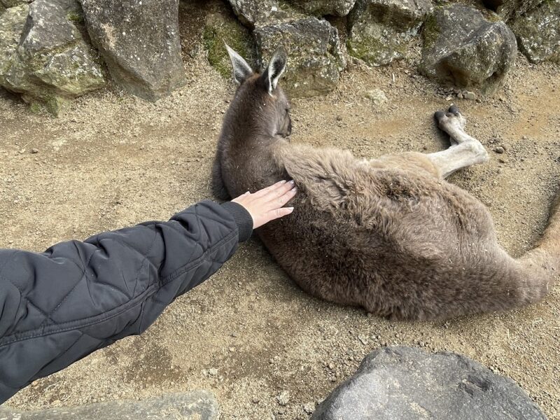 【伊東・伊豆シャボテン動物公園】カンガルー　触る