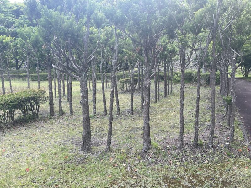 迷路広場【伊東・おくの公園】松川湖の奥